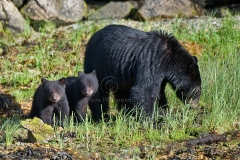 Black-Bear-Twins