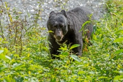 Black Bear in the Bush 2