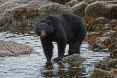 Coastal-Black-Bear2