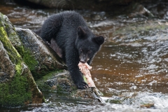 Cub-and-Salmon