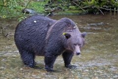 Bush Bear