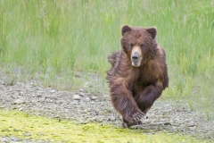 Grizzly on the Run