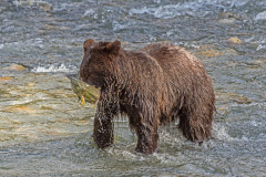 Young Fishing Grizzly
