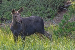 Baby Moose 2