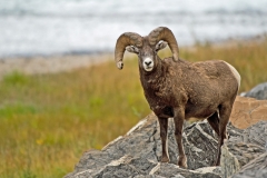 Bighorn Sheep 2