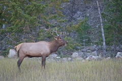 Bugleing-Elk