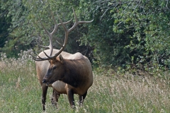 Bull-Elk