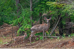 Deer Family Moment