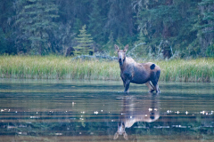 Early Morning Moose