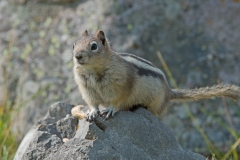 Ground-Squirrel