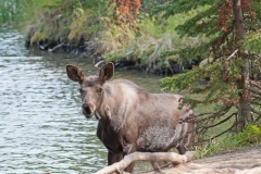 Moose-Calf