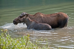 Moose-Mum-and-Calf-2