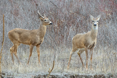 White-tail Deer Pair