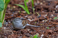 Chipping Sparrow 2