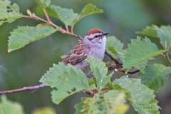 Chipping-Sparrow