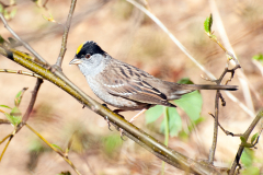 Golden-crowned Sparrow 2