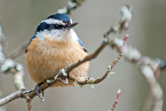 Red-breasted Nuthatch 4