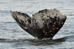Grey Whale Fluke Close-up