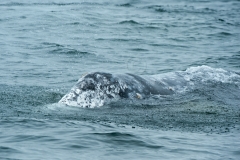 Grey-Whale-Forehead