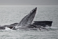 Humpback Dinner Party