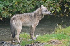 Wolf Pup Profile