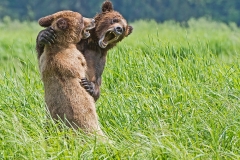 Bear Fight 2