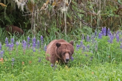 Grizzly in the Flowers