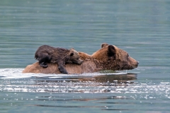 Surfing Grizzly Cub 3