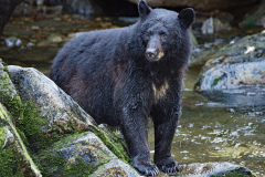 Black Bear - Did You Know
