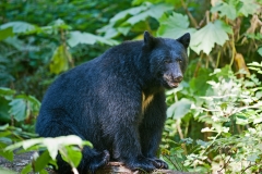 Black Bear on a Log