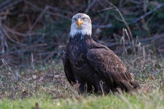 Dirty Headed Eagle
