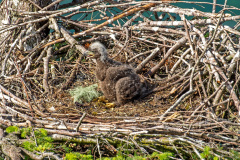Eagle Chick in Nest