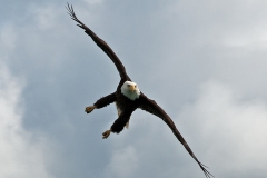 Eagle Swing