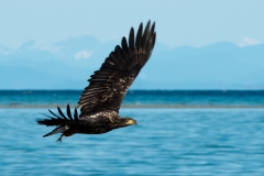 Juvenile-Eagle-with-Herring2