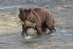 Female Grizzly and Chum