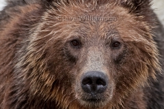 Grizzly-Bear-Portrait