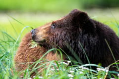 Grizzly Profile