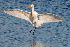 Egret Landing