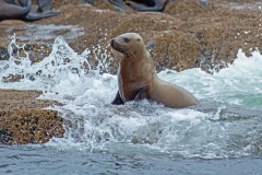 Female Steller Sea-lion