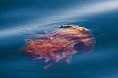 Lion's Mane Jellyfish