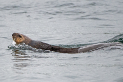 Sea Otter 7