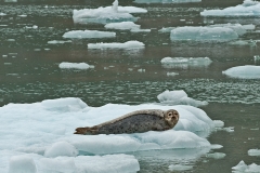 Seal-on-Ice