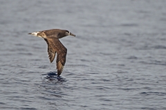 Black Footed Albatross 2