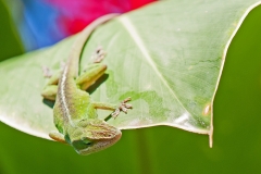 Green Anole 2