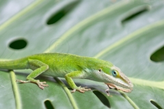 Green-Anole