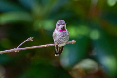 Anna's Hummingbird 3