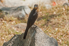 Long-tailed Grackle