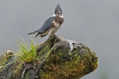 Kingfisher on a stump