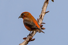 Male Red Crossbill