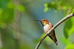 Male-Hummer
